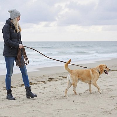 Longe pour Chien marron marche sur la plage